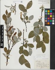 Foto von Salix glabra Scop.
